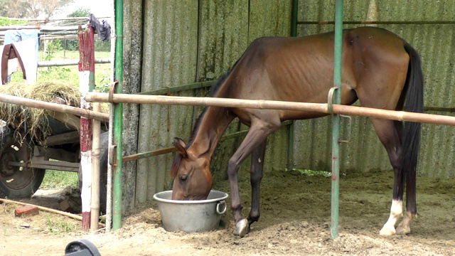 马在马厩里吃饲料视频素材