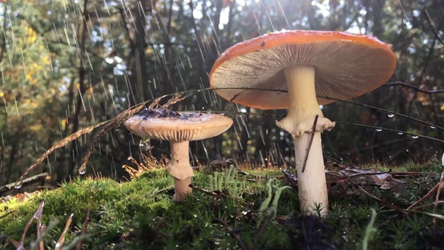 鹅膏菌是一种被列入《红皮书》的稀有真菌，它有一顶带有白色斑点的红帽子。这种蘑菇生长在森林里的青苔上，下雨的时候，视频被放慢了4倍，水滴从蘑菇上慢慢落下。视频素材