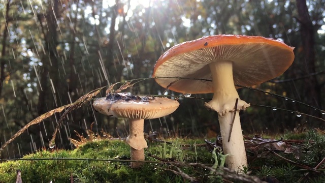 鹅膏菌是一种被列入《红皮书》的稀有真菌，它有一顶带有白色斑点的红帽子。这种蘑菇生长在森林里的青苔上，下雨的时候，视频被放慢了4倍，水滴从蘑菇上慢慢落下。视频素材