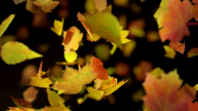 飘落的秋叶可循环背景在4k视频素材