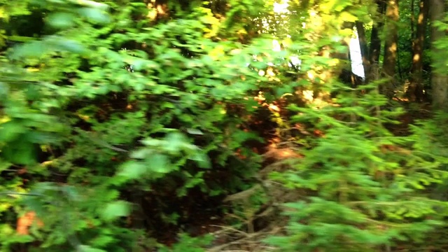 开车经过密歇根州森林的镜头视频素材