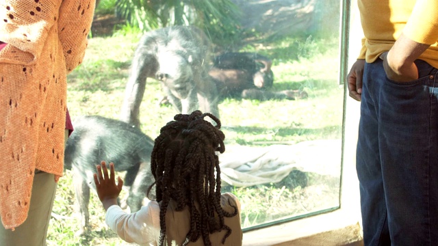 动物园里的非洲裔五口之家，倭黑猩猩视频下载