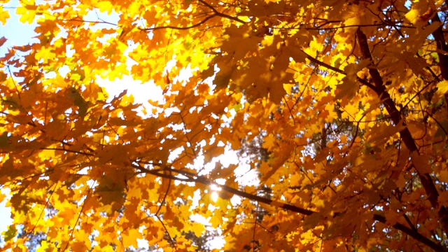 秋天，阳光下美丽的秋叶。视频素材