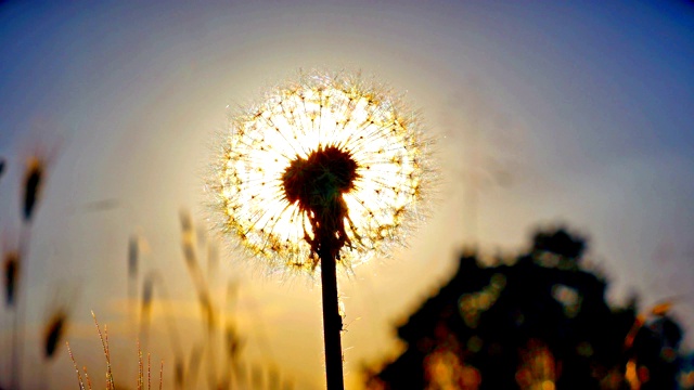 蒲公英花在夏天的田野在日落4k视频素材