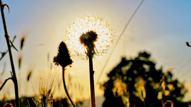 蒲公英花在夏天的田野在日落4k视频素材