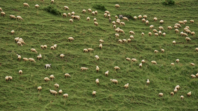 几十只毛茸茸的绵羊在草地上吃草，四处走动，吃着绿色的草视频素材