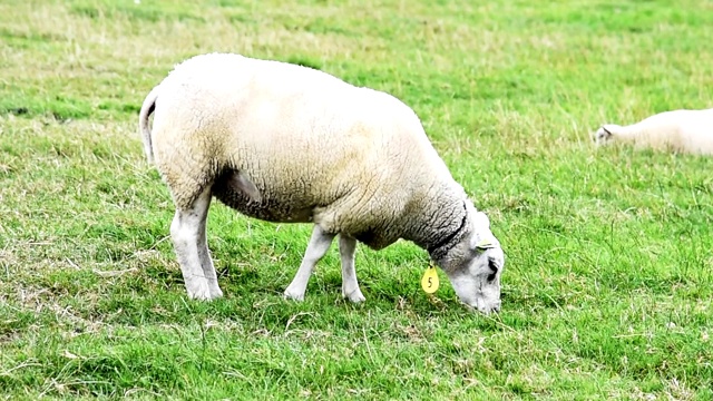 羊在荷兰视频素材