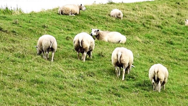 羊在荷兰视频素材
