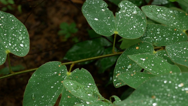森林里雨后的菖蒲绿叶上有很多水滴。给人一种环境清新干净的感觉。视频素材