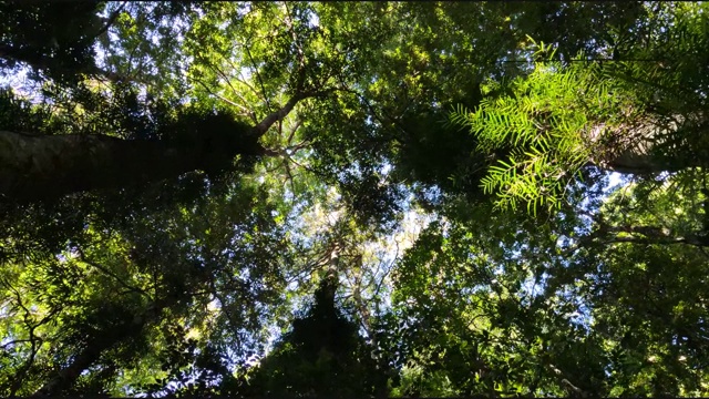 森林树木仰天俯视视频下载