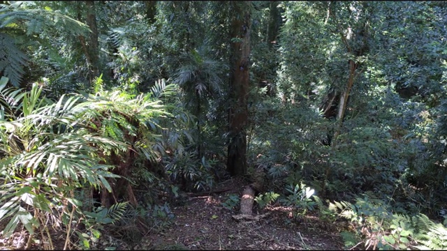 森林中的树木视频下载