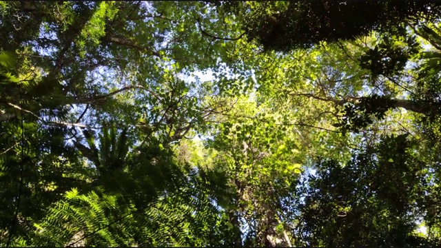 森林树木仰天俯视视频下载