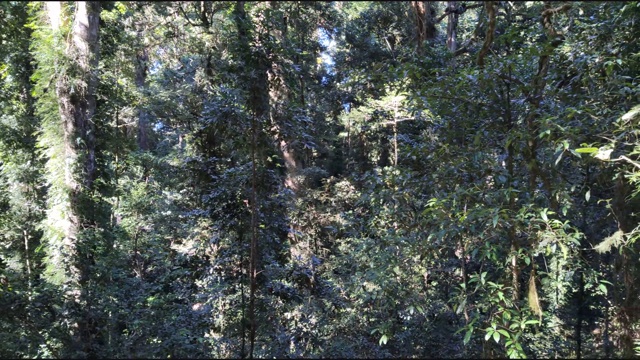 森林中树木的全帧拍摄视频下载