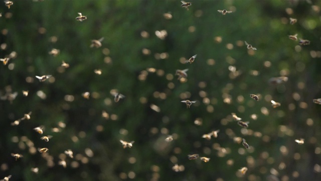 蜜蜂围着蜂箱飞来飞去视频下载