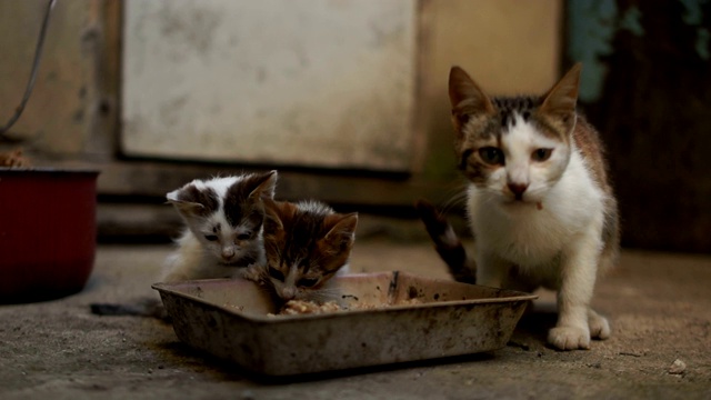 两只无家可归的小猫在吃猫食。东欧流浪动物的问题，动物收容所，领养视频素材