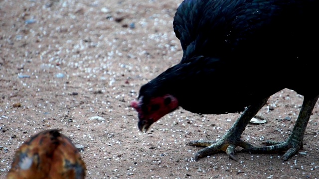 中午许多鸡在喂食视频素材