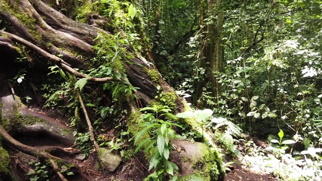 丛林中的一棵巨树和一条小路，镜头向右平移视频素材