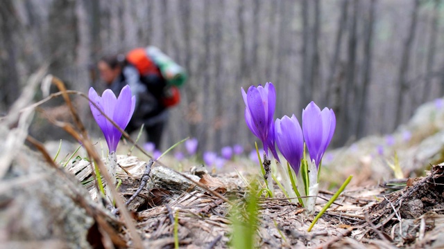 山怀特威尔紫色藏红花和一个单独的旅行者，一个年轻的女性游客步行通过生态路径的特写，享受山和森林，肖像，旅行，探险，冒险，旅游，户外，登山，旅游目的地视频下载