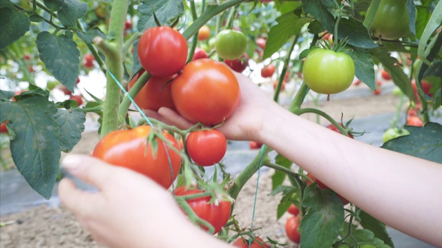 女农民正在检查西红柿的产量。视频素材