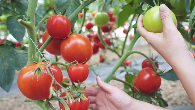 今年我们的番茄产量很高。视频素材