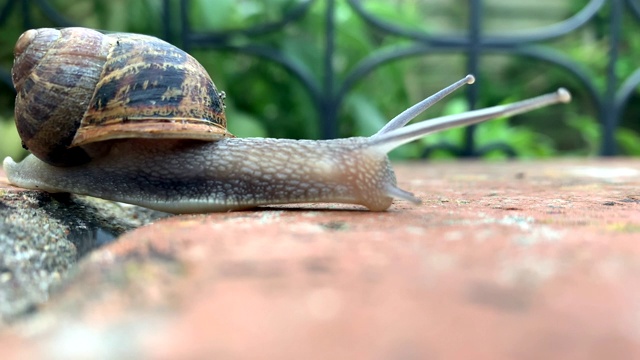 常见的花园蜗牛视频下载