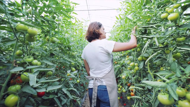 年轻女子检查番茄产量。视频下载