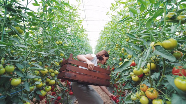 女农场工人捡起西红柿。视频素材