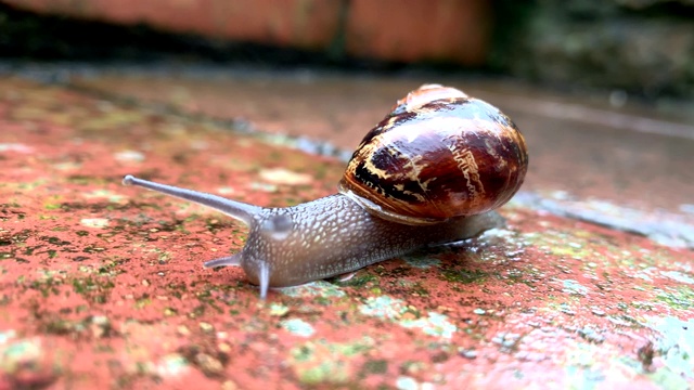 常见的花园蜗牛视频下载