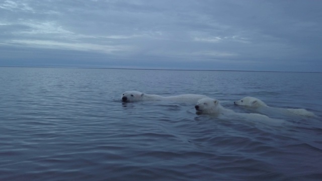 北极熊一家在阿拉斯加卡克托维克的海里游泳视频下载