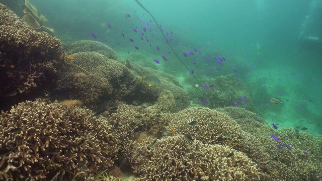 珊瑚礁的水下世界视频下载