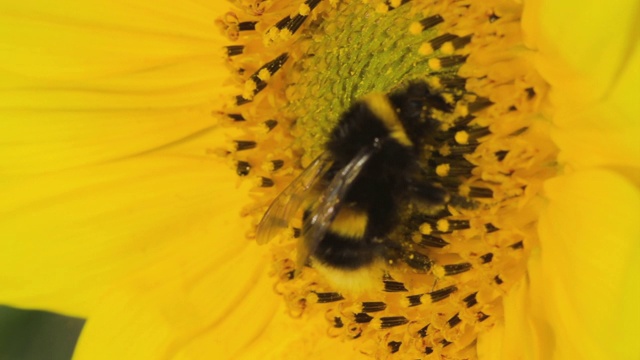 白尾大黄蜂为向日葵传粉视频素材