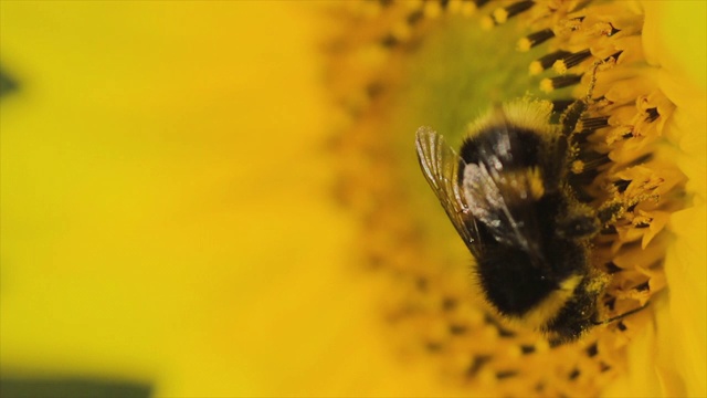大黄蜂飞离向日葵视频素材