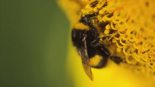 长着向日葵花粉的白尾大黄蜂视频下载