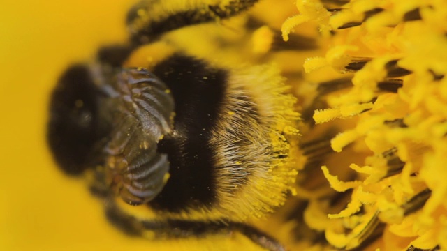 被花粉覆盖的大黄蜂视频下载
