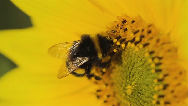 白尾大黄蜂为向日葵传粉视频素材