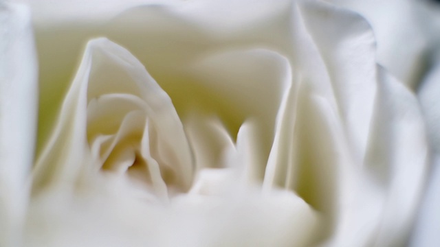 旋转微距近镜头美丽的盛开的白玫瑰花视频素材
