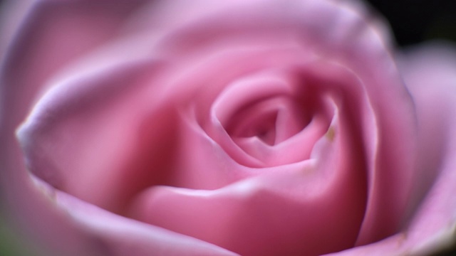 旋转微距近摄美丽盛开的粉红色玫瑰花视频素材