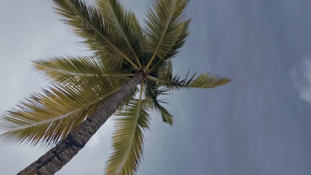 马尔代夫的棕榈树在阴天视频素材