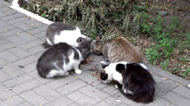 一群无家可归的五颜六色的猫在后院吃东西。他们惊恐地环顾四周。特写镜头。从上往下看。4 k。视频素材