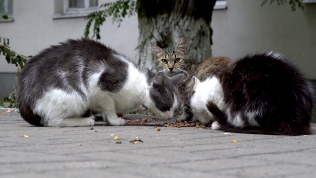 四只无家可归、受惊的猫在街上、院子里吃东西。他们惊恐地轮流看着四周，看着摄像机。特写镜头。从地面水平观看。4 k。视频素材