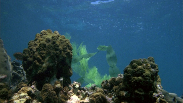不切割水下植物珊瑚，然后美人鱼和人游泳的原则视频下载