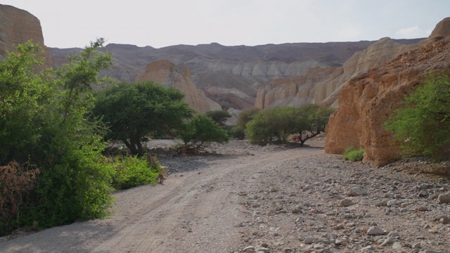 PoV:一条穿过岩石沙漠悬崖的沙路，在茂密的绿色灌木旁-死海，以色列视频素材