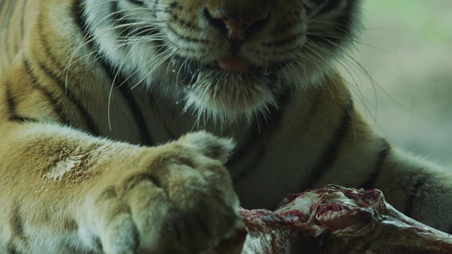 老虎和一块肉视频下载