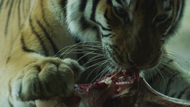 老虎吃肉视频下载