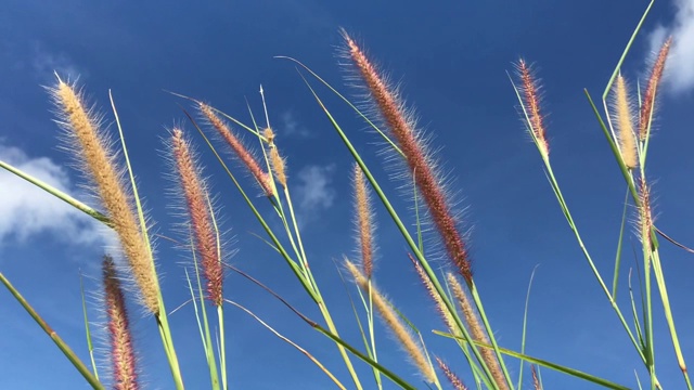 自然的浅棕色杂草在风中飘动视频素材