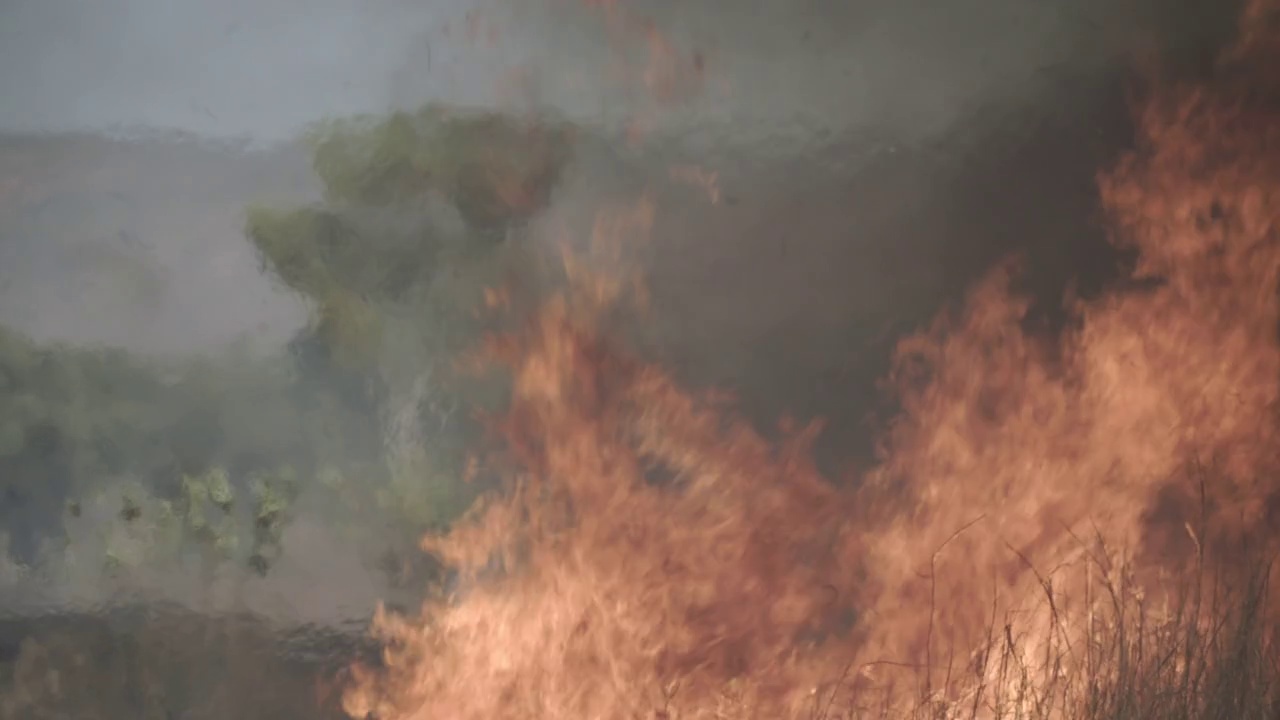 黑色的风筝在内陆丛林大火上空盘旋视频素材