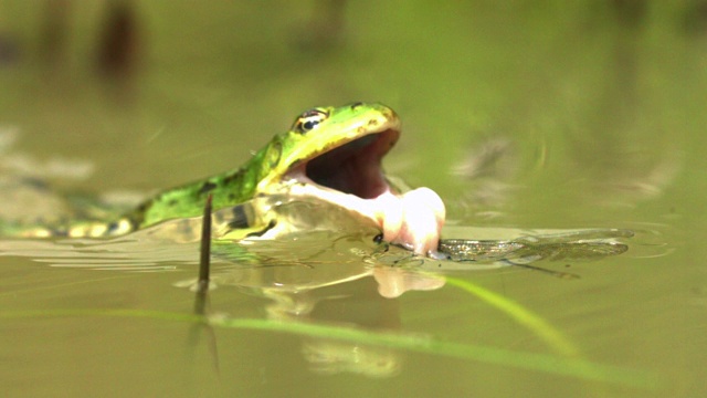 青蛙攻击豆娘在沼泽，德国视频下载
