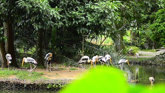 大鹳鸟站在岩石上的绿叶背景在动物园视频素材