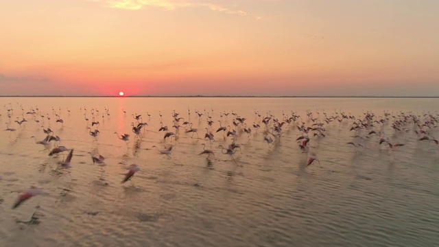 空中的火烈鸟在日落时飞翔视频素材