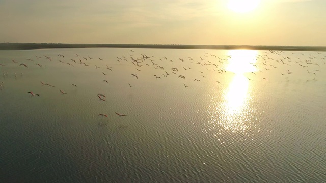 空中的火烈鸟在日落时飞翔视频素材